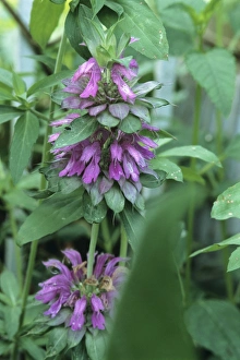 Aromatic Flowering Plants Prints: Lemon mint flower