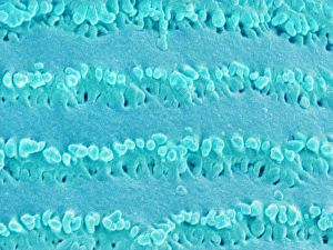 Lens fibre of an eye Lens fibre of an eye