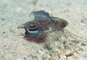 Leopard flounder Leopard flounder