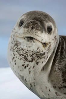 Leopard Seal Prints: Leopard seal