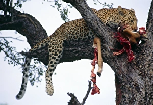 Leopard In Tree Prints: Leopard in tree