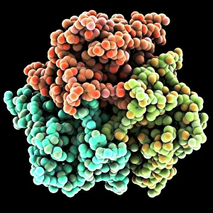 Prints of Leptin, molecular model. This hormone is produced by adipose (fat) tissue. It interacts with receptors in the brains hypothalamus to signal when a person is full Images Dated 2011 March: Leptin Molecular Model Print