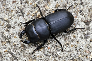 Insect Photography UK Prints: Lesser stag beetle