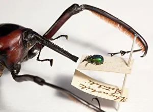 Prints of Two species of weevil showing the size disparity even in single families of insect Images Dated 2011 February: Print of a Bamboo weevil and a smaller UK weevil side by side