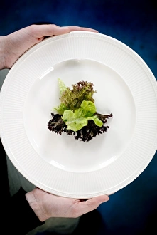 Low Calorie Meal Ideas Prints: Lettuce