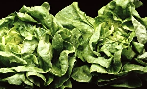 Vegetable Stock Photos Prints: Lettuces