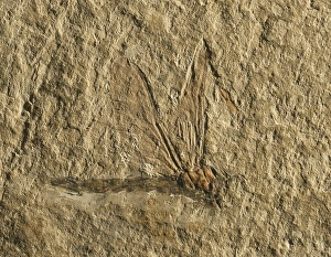 Libelluloidea dragonfly fossil C018/9409 Libelluloidea dragonfly fossil C018/9409