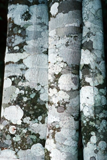 Lichen Growth On Trees Prints: Lichen on cinnamon trees