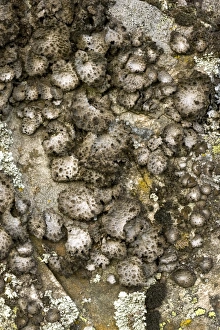 Lichens On Rocks Prints: Lichen (Sticta sylvatica)