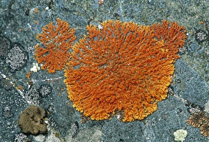 Environmental Science Images Prints: Lichens