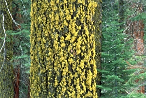 Yellow Lichen Print on Conifer Tree Trunk