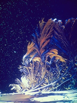 Light micrograph of arginine crystals Light micrograph of arginine crystals