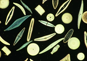 Light Micrograph Prints: Light micrograph of assorted diatoms