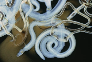 Light micrograph of the blood fluke Schistosoma Light micrograph of the blood fluke Schistosoma