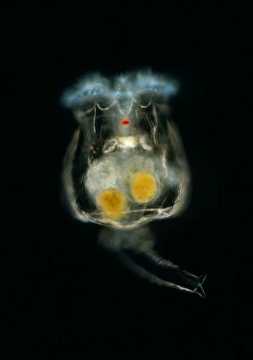 Light micrograph of a common rotifer Brachionus sp Light micrograph of a common rotifer Brachionus sp