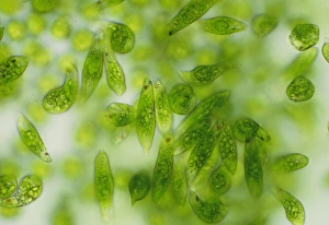 Light micrograph of a group of Euglena gracilis Light micrograph of a group of Euglena gracilis