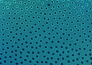 Light micrograph of monkey retina, high power Light micrograph of monkey retina, high power