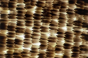 Framed Print : Light Micrograph Print of Swallowtail Butterfly Wing Scales Framed Print : Light Micrograph Print of Swallowtail Butterfly Wing Scales