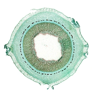 Light Microscopy Images Prints: Lilac stem, light micrograph