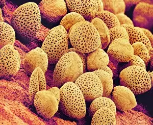 Images Dated 11th September 2002: Lily pollen, SEM