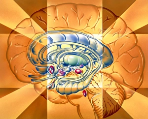 Central Nervous System CNS Prints: Limbic system, artwork