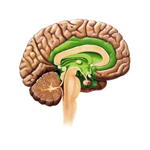 Computer artwork print of a human brain section