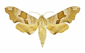 Butterfly And Moth Pictures Prints: Lime hawk moth C016 / 2202