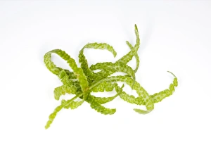 Lime Fruit Photography Prints: Lime peel
