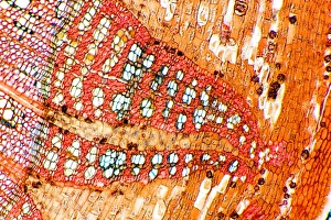Lime Tree Stem Print, Transverse Section