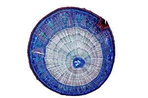 Prints of Lime tree stem. Light micrograph of a section through the stem of a lime tree (Tilia europaea). The outer epidermis has been shed and replaced by a layer of cork (dark red) Botanical Prints: Lime Tree Stem Print