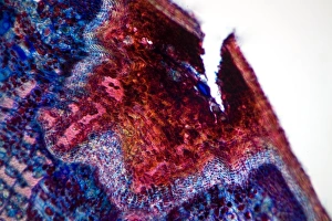 Prints of Lime tree stem wound. Light micrograph of a section through the wounded stem of a lime tree (Tilia europaea). The outer epidermis has been shed and replaced by a layer of cork (dark red) Images Dated 2012 January: Lime Tree Stem Wound Print