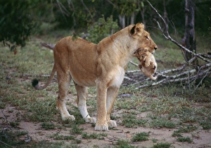 Lioness and cub Lioness and cub
