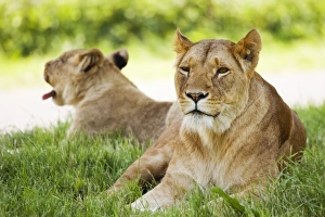 Endangered Big Cats Prints: Lionesses