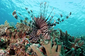 Prints of Lionfish (Pterois volitans). This predatory fish is native to the Indo-Pacific region. It fins have spines containing a potent toxin, which deters predators and can deliver a very painful sting Images Dated 2009 September: Lionfish Print (Pterois volitans) - Indo-Pacific species