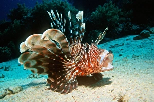 Lionfish Print - A 38cm long fish photographed in the Egyptian Red Sea
