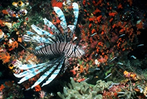 Coral Reef Animals Prints: Lionfish