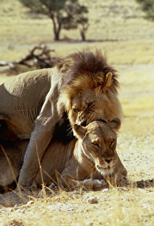 Images Dated 11th September 2003: Lions Mating Print