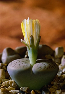 Succulent Plant Photos Prints: Lithops pseudotruncatella dendritica