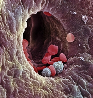 Prints of Liver capillary. Coloured scanning electron micro- graph (SEM) of a freeze-fractured section through liver tissue showing a hepatic capillary, or sinusoid Images Dated 2003 January: Liver Capillary Print, SEM Image