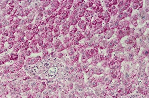 Light Micrograph Prints: Liver cells, light micrograph