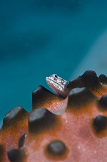 Fish Photography Prints: Lizardfish