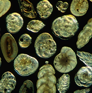 Calcium Carbonate Fossils Prints: LM of assorted Foraminifera shells