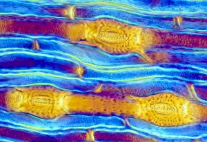 LM of biogenic silica in horsetail LM of biogenic silica in horsetail