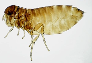 Blood Sucking Insects Prints: LM of bird flea