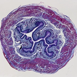 LM of a cross-section through the human oesophagus LM of a cross-section through the human oesophagus