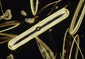 LM of the diatom Pinnularia nobilis LM of the diatom Pinnularia nobilis