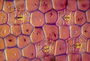 LM of epidermis cells of Tradescantia LM of epidermis cells of Tradescantia