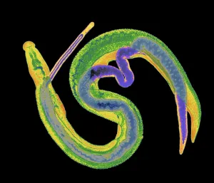 LM of male and female adult schistosome parasites LM of male and female adult schistosome parasites