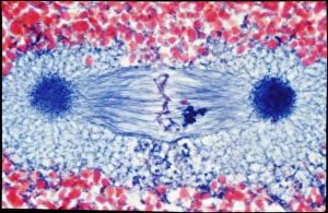 LM of metaphase mitosis in a triton (sea slug) egg LM of metaphase mitosis in a triton (sea slug) egg