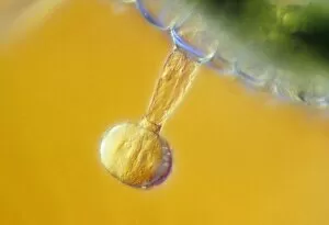 Images Dated 8th April 1991: LM of tomato trichomes